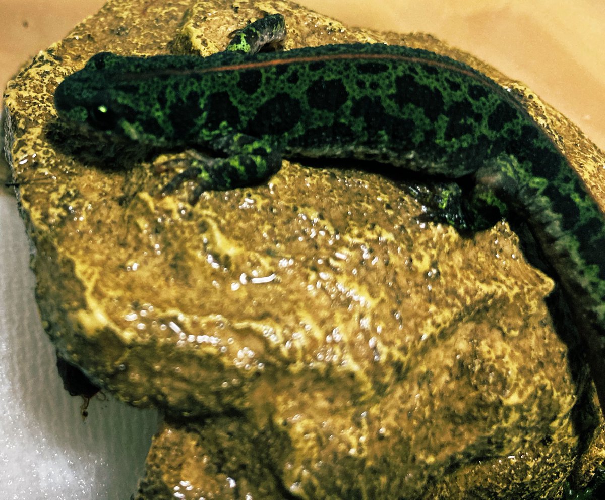 newt_base's tweet photo. ルドルフ(マダラ)イモリ
基亜種(ノーマル)・ヴァゴス・シントラ https://t.co/K2UsF6kxwm
