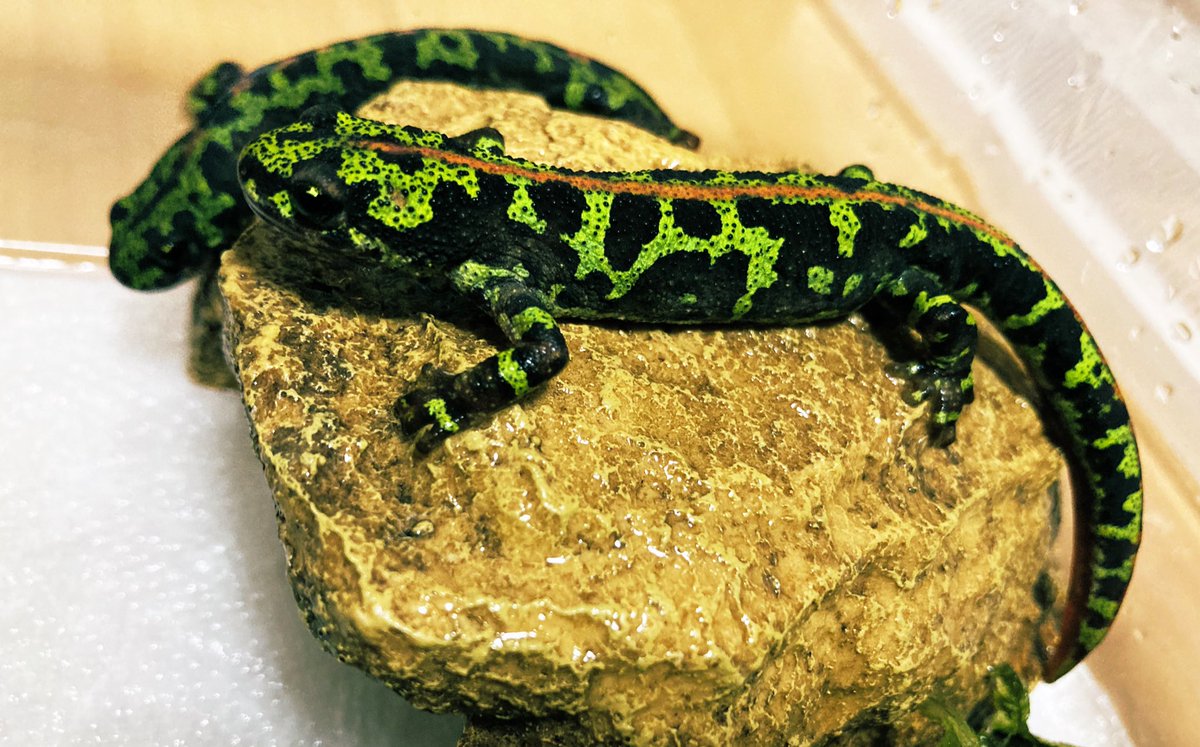 newt_base's tweet photo. ルドルフ(マダラ)イモリ
基亜種(ノーマル)・ヴァゴス・シントラ https://t.co/K2UsF6kxwm