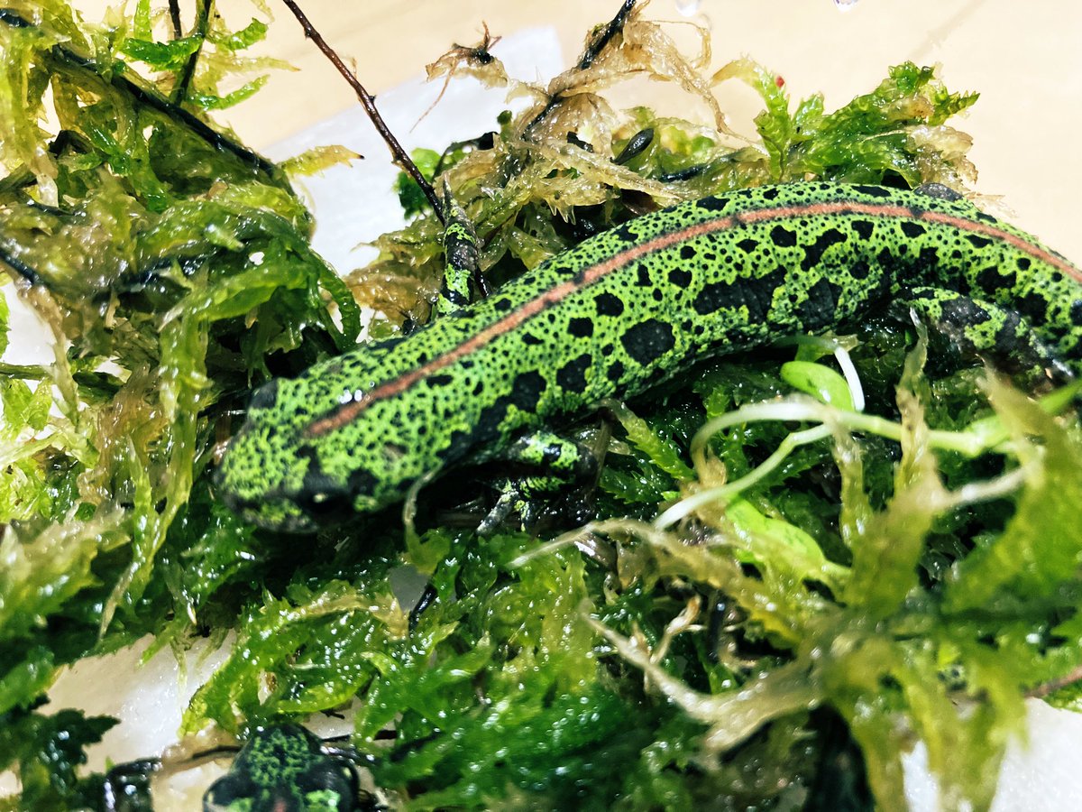 newt_base's tweet photo. ルドルフ(マダラ)イモリ
基亜種(ノーマル)・ヴァゴス・シントラ https://t.co/K2UsF6kxwm