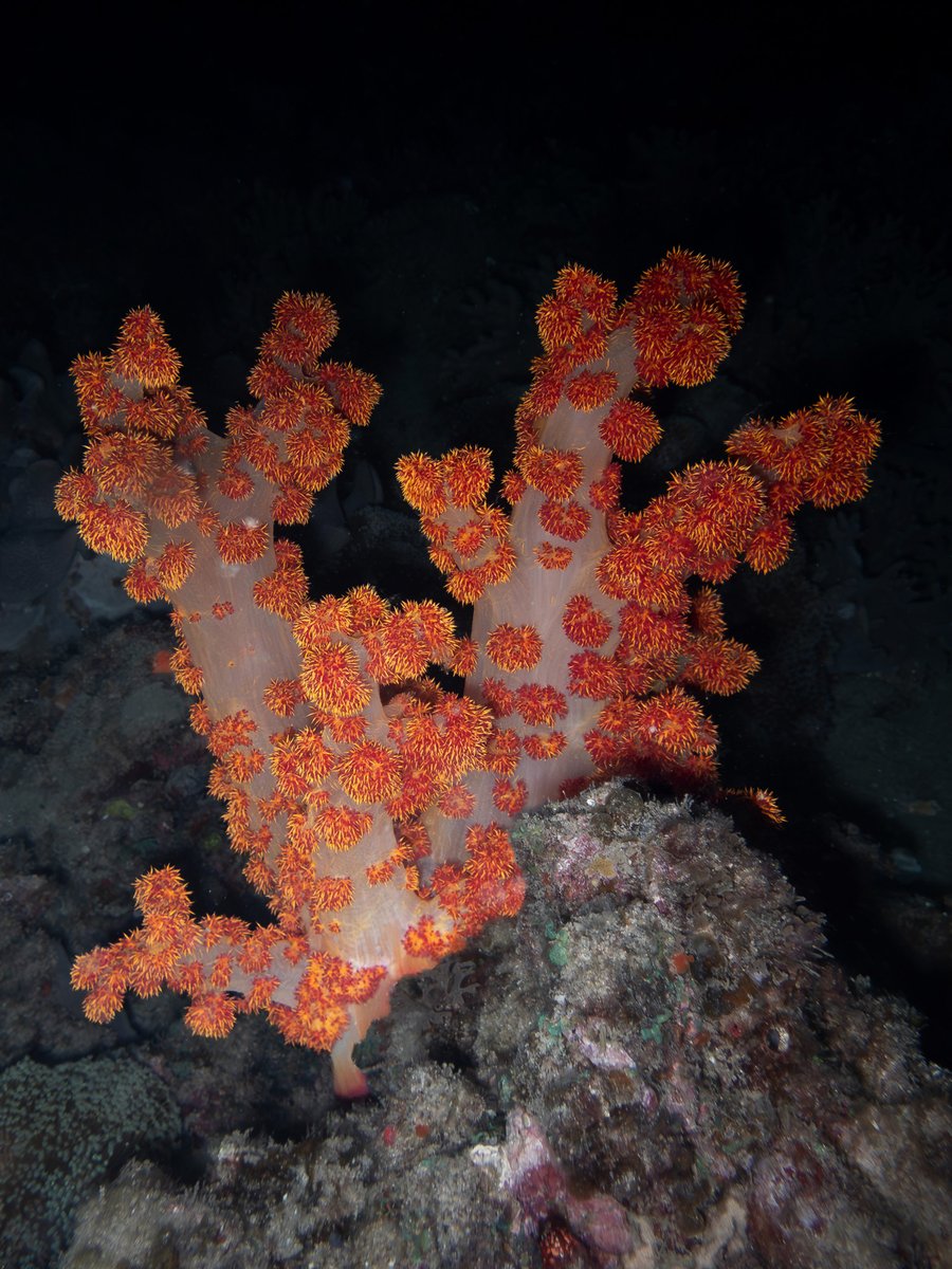 BahaAdventures's tweet photo. Perhaps my favourite dives from Keppel this trip. Or a very close second to the snake dive. A night dive at Wyndham Cove. https://t.co/shOzZQhFV6