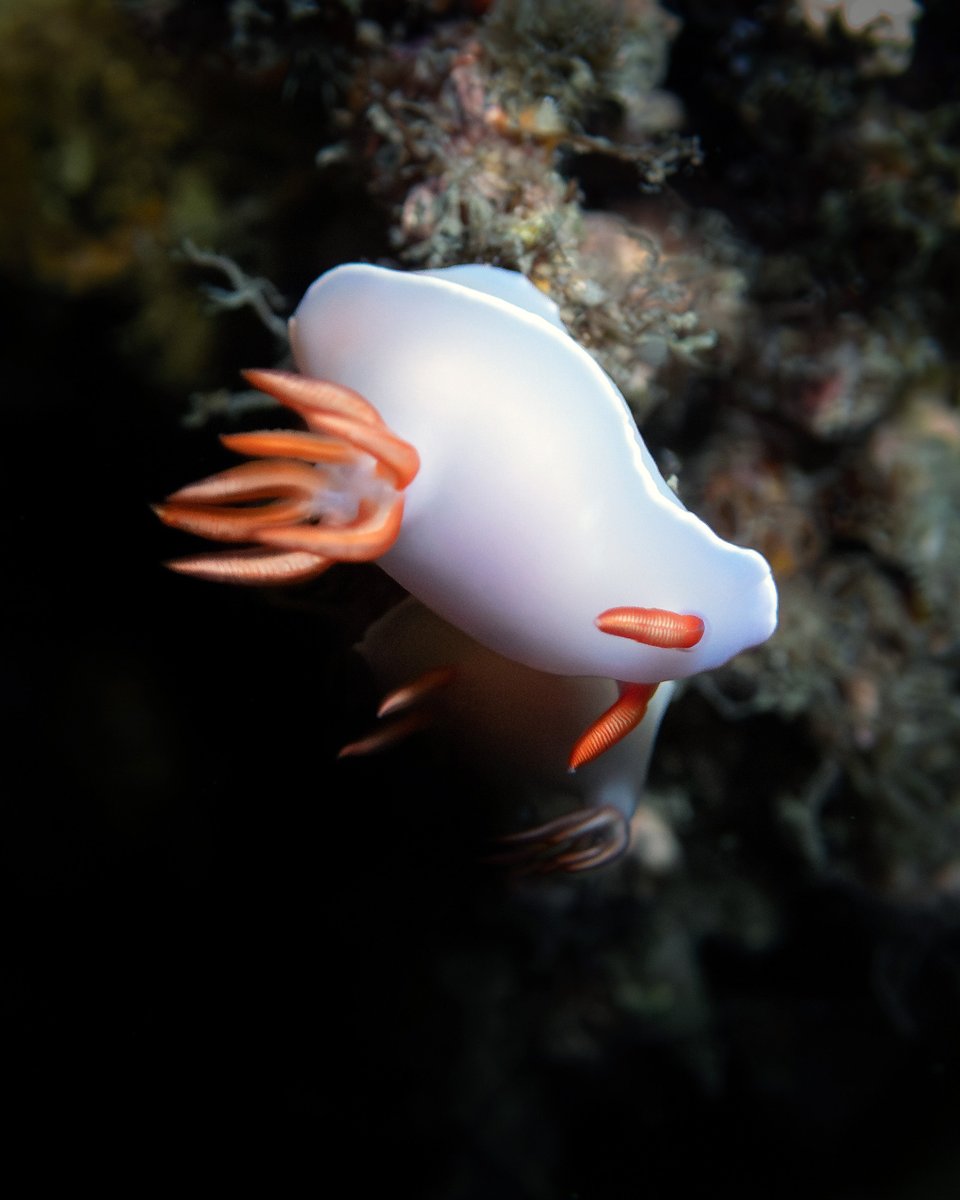 BahaAdventures's tweet photo. Perhaps my favourite dives from Keppel this trip. Or a very close second to the snake dive. A night dive at Wyndham Cove. https://t.co/shOzZQhFV6