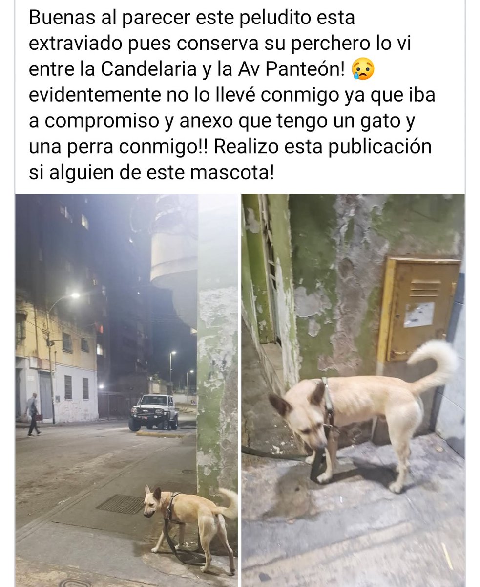 PerroUsuario's tweet photo. Reportan a este pequeño que se presume está EXTRAVIADO entre la Av. Panteón y La Candelaria, Caracas https://t.co/QQx50E68fO
