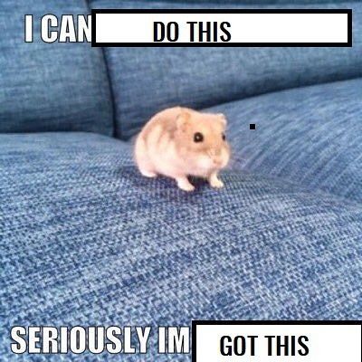 horse dentist tweet media