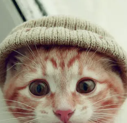 fomo.exe tweet media