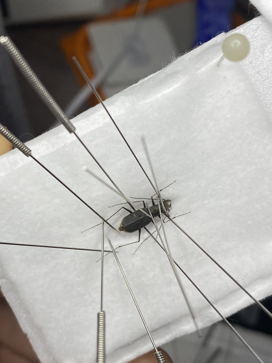 ManDuKinGs tweet media