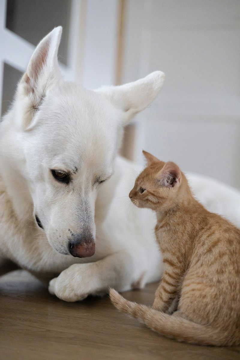 Pet Food Institute tweet media