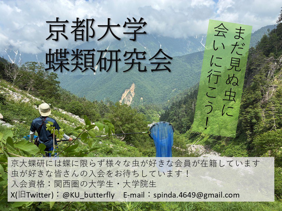 京都大学蝶類研究会 tweet media