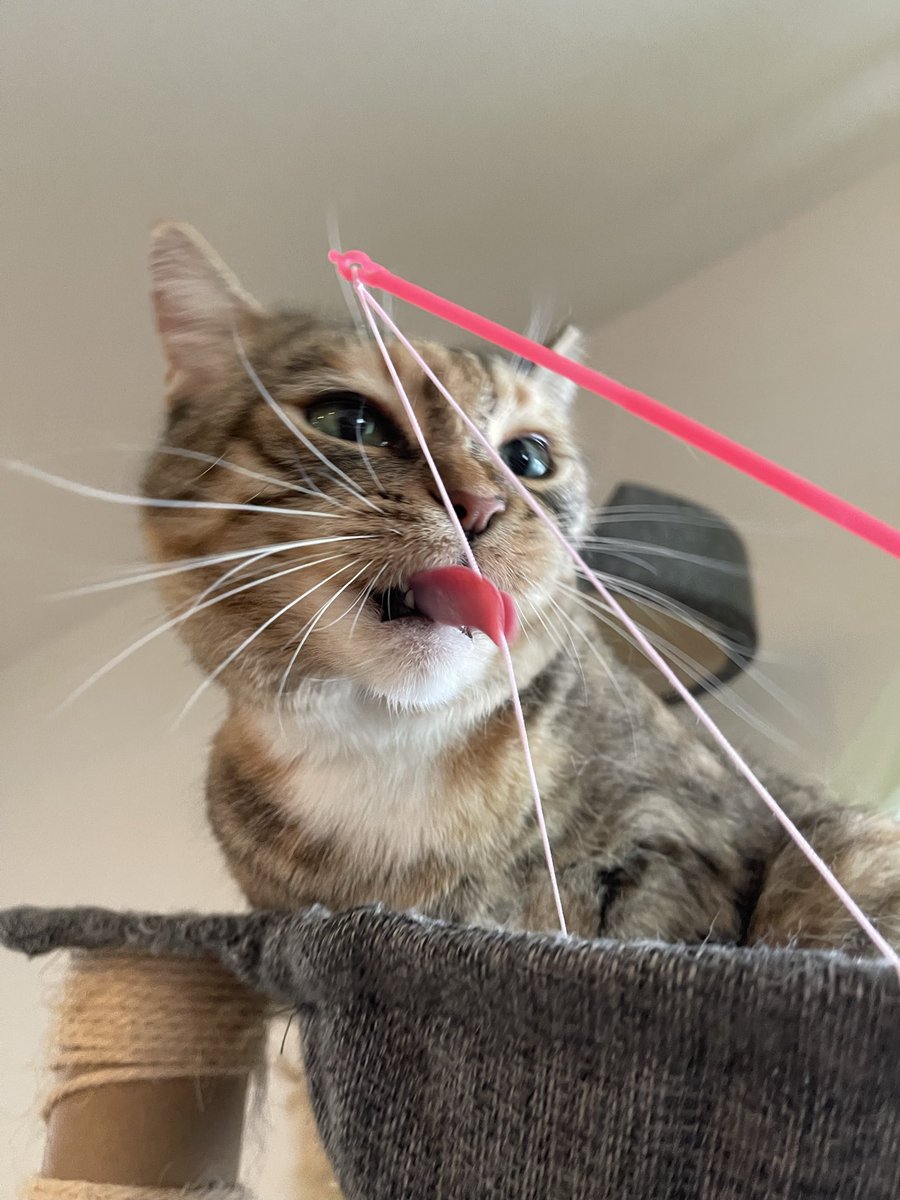 うめのこんぶ tweet media