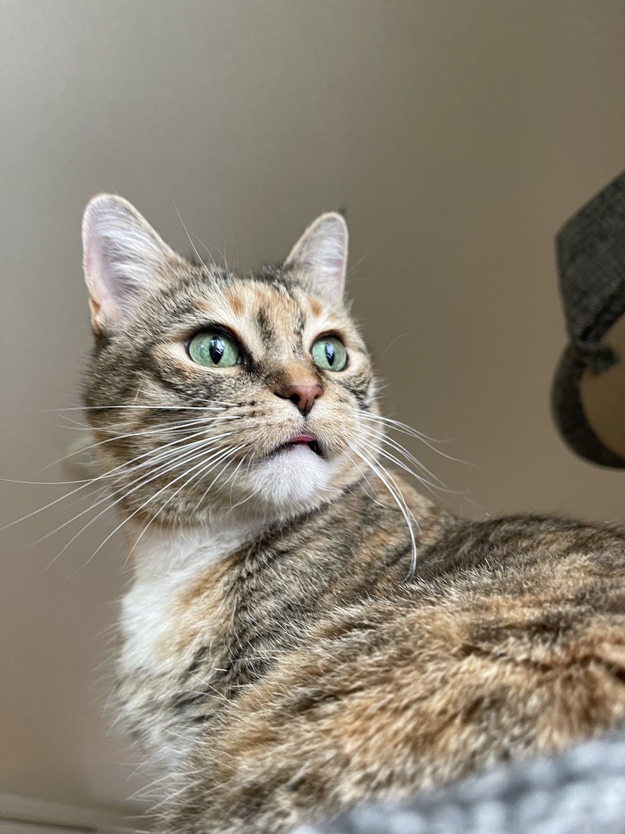 うめのこんぶ tweet media