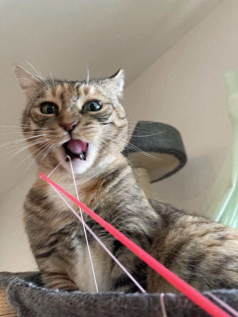 うめのこんぶ tweet media