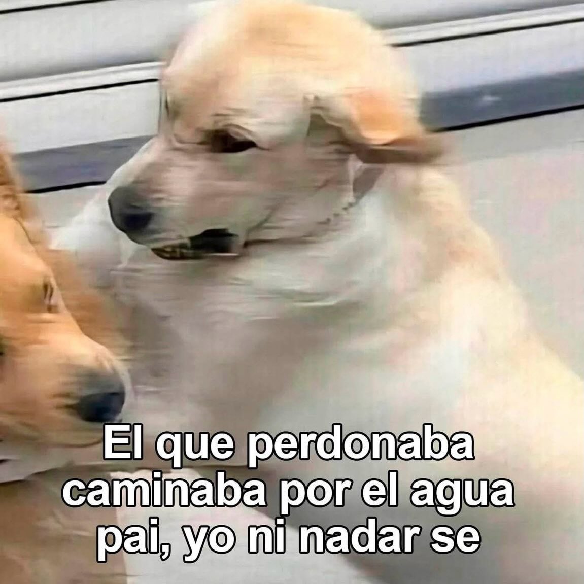 MundoDeBigotes's tweet photo. https://t.co/gQskBBNtfu