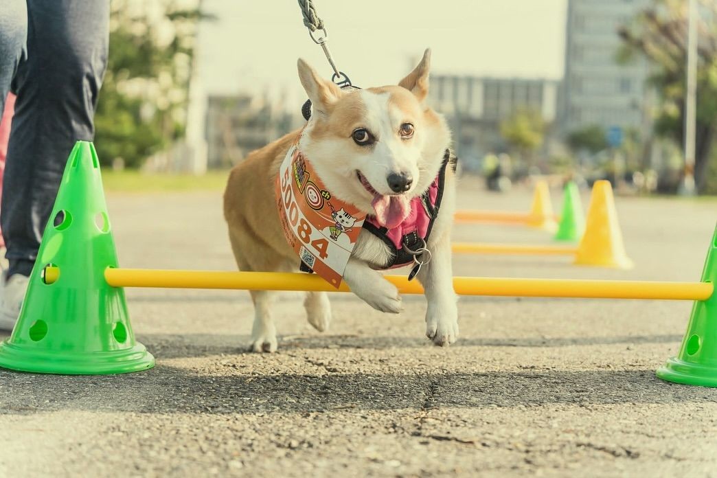 salad爱好者必吃！这口感简直是delightfully indulgent。🐙