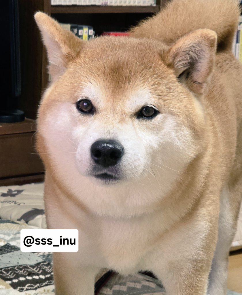 sss_inu's tweet photo. ☔ https://t.co/qDIw72BNbQ