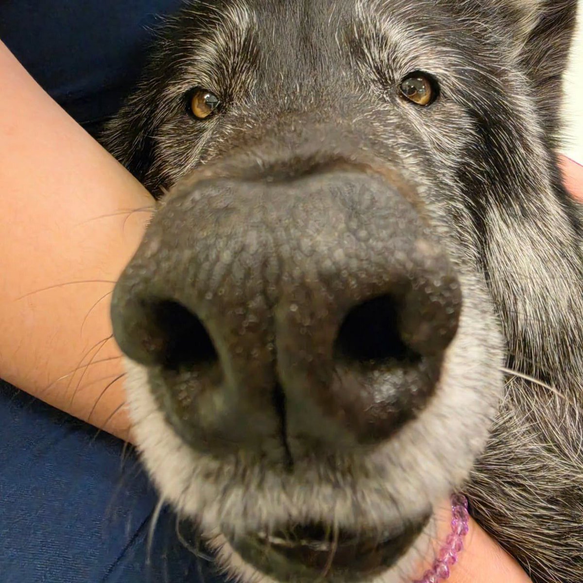 Some Kind of Wolf tweet media