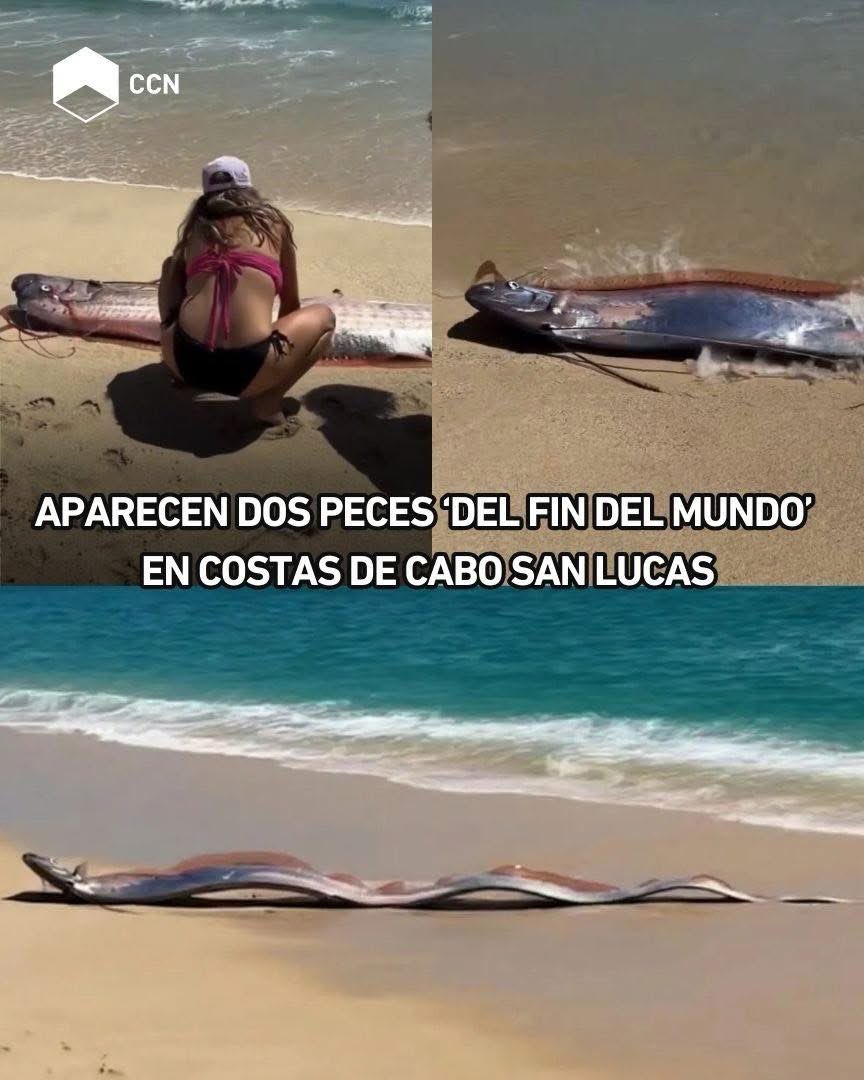 CCNews__'s tweet image. ¿Será una señal? Aparecen no uno, sino dos 'peces del fin del mundo' varados en costas de Cabo San Lucas 😱🤯

Un video grabado en #CaboSanLucas Baja California Sur, se volvió viral luego que turistas encontraran dos peces remo muy cerca de la orilla. Testigos contaron que