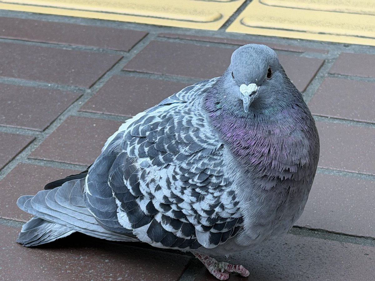 ちくま tweet media