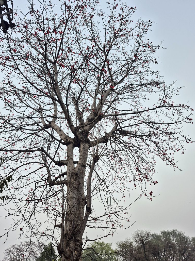 nishal300411's tweet image. #Semal.. spring delight