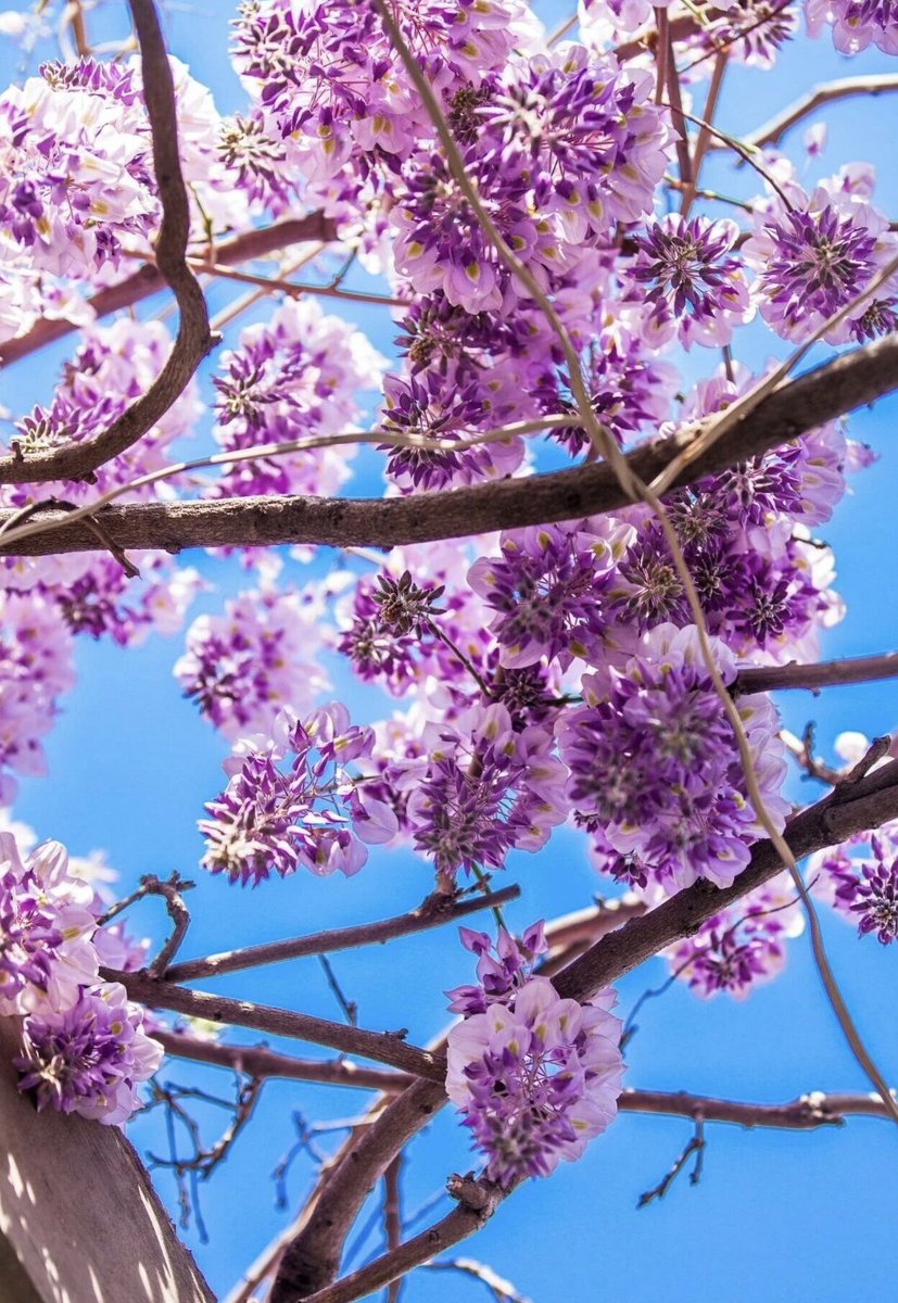 TravelYant95583's tweet image. Spring in Yantai 🌸
Plum blossoms in March.
Pear blossoms in April.
Golden rapeseed fields.
Peonies, wisteria, roses.
A city wrapped in color.
#Yantai #SpringInYantai #FlowerSeason #VisitYantai