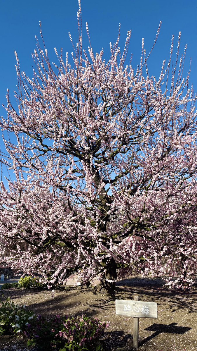 遅咲きの立ち梅「酔心梅」。 花色や形が心が酔うほどの美しさである