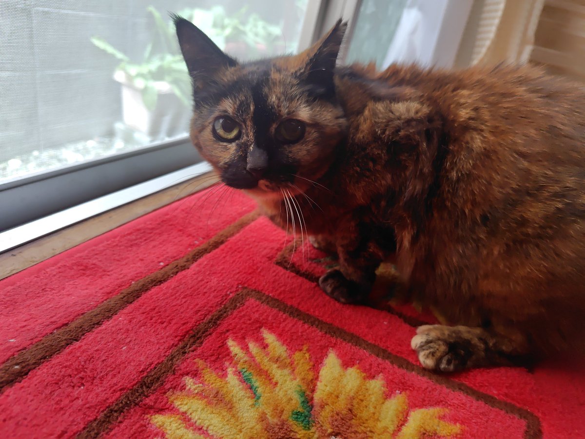 「寒い！体調に気をつけてにゃ」
外温10℃
室温16℃ 湿度49％（暖房中）