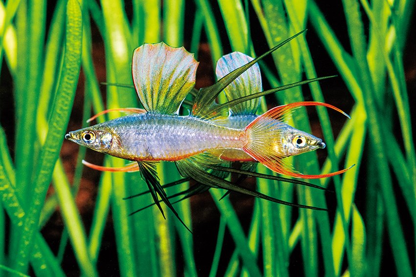 tomic2019's tweet photo. 3000種図鑑では「その他の魚」たちのページでトップを飾ったのがニューギニアレインボー Iriatherina werneri です。飼い込めば素晴らしい姿に変身し、独特のフィンスプを見せてくれます。これからもポピュラー種でいてほしい魚ですね #月刊アクアライフ https://t.co/WrxlfsAx5k
