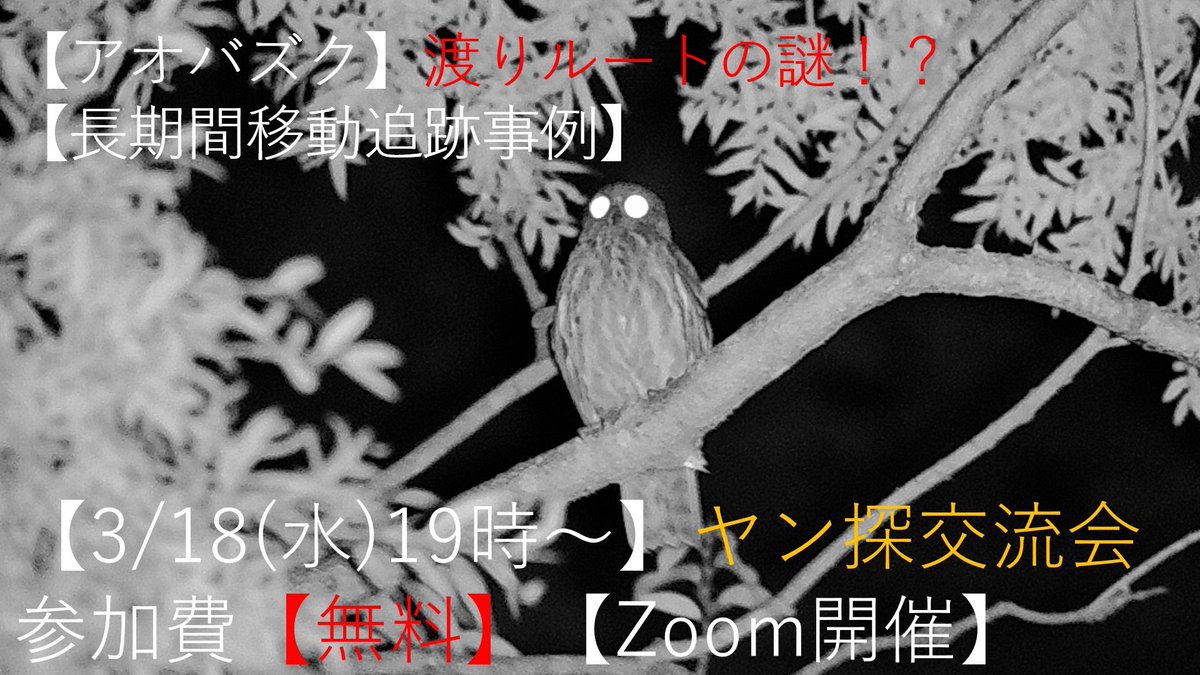 日本野鳥の会東京@ 4/19ふれあい松戸川ヤン探5/16高尾ヤン探 tweet media