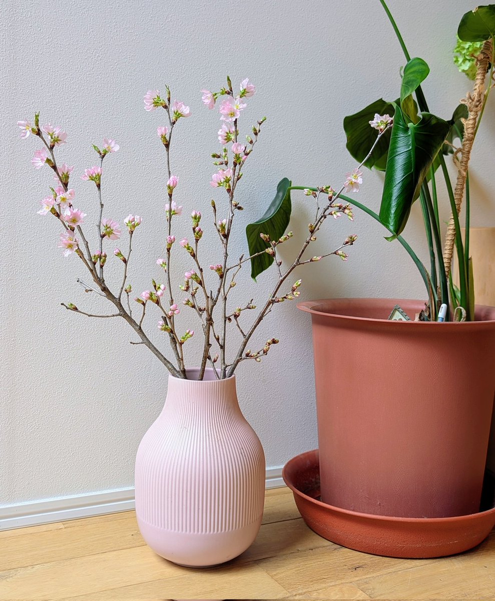 在超市买了樱花回来插。比桃花好。桃花每次一开就谢。要么干脆不开。