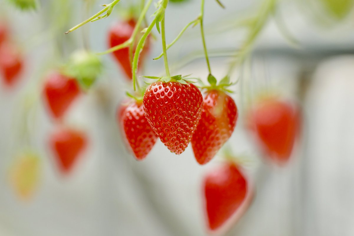 あきたびじょん tweet media