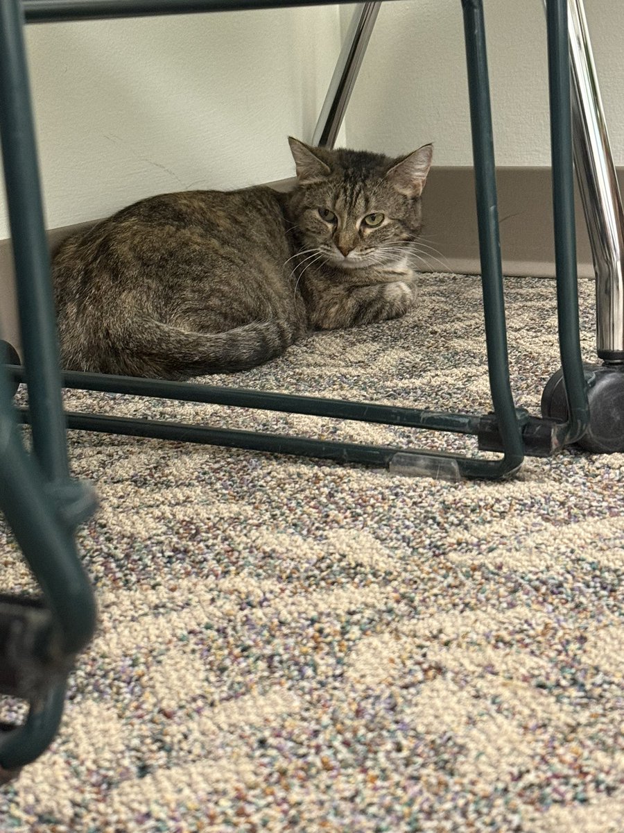 in_the_wall's tweet photo. Cat in library study room‼️ https://t.co/tdB4VD4Uvx