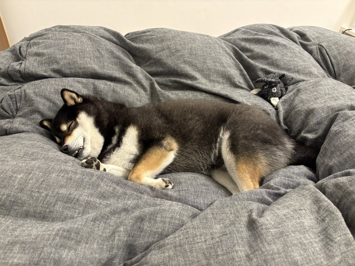 昨日も真ん中で寝ました。

#黒柴　#柴犬