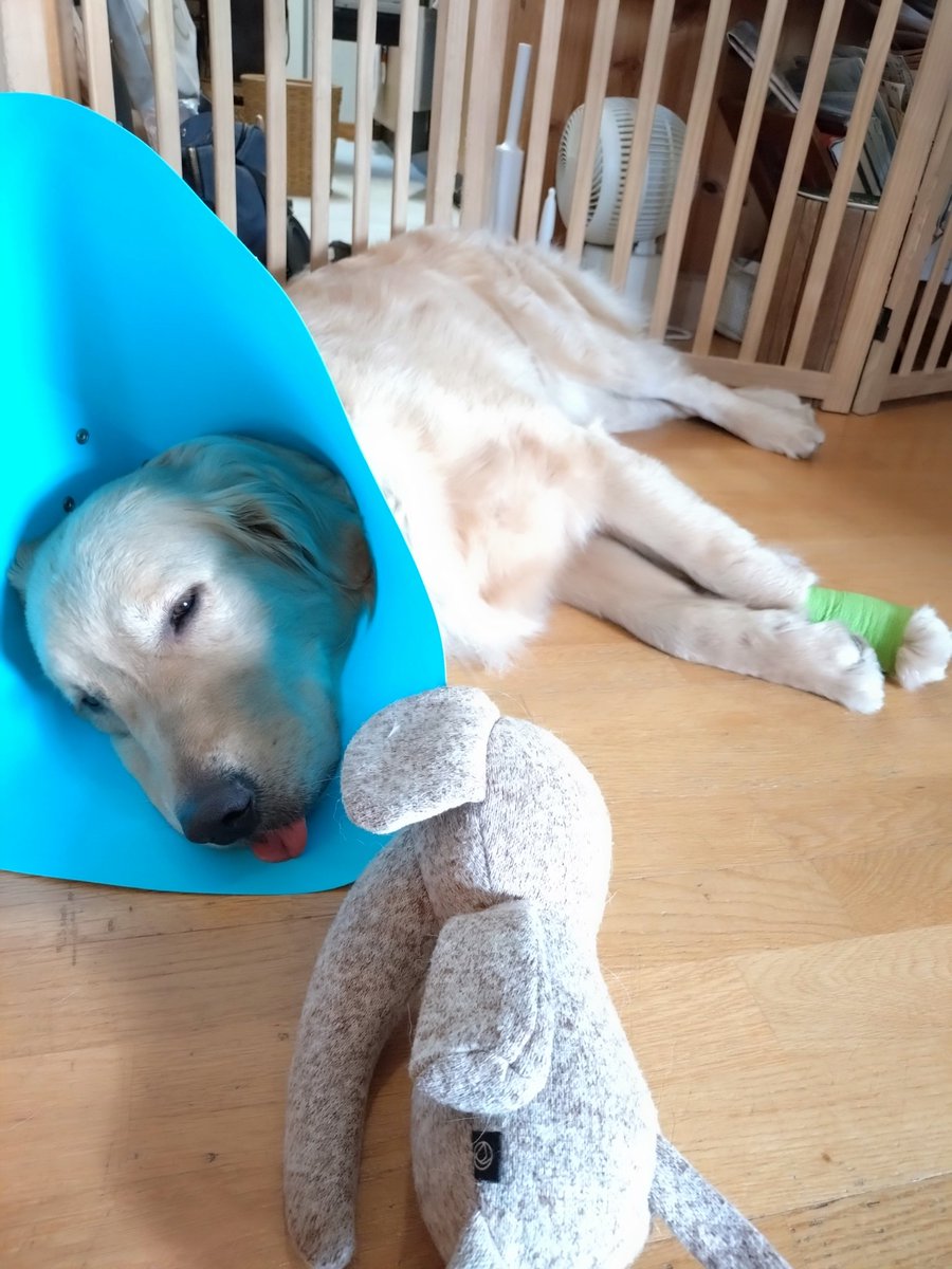sollys77's tweet photo. 愛犬が怪我をした直後は傷が深く全治不明でパニックでしたが、頑張ったね🐾やっと靴も履かずお友だちワンコと遊べるところまで快復しました😌日常の幸せを痛感しています！Tusen takk!(ありがとう) ＃ゴールデンレトリバー ＃ゴールデンレトリーバー https://t.co/QVA49RWU2I