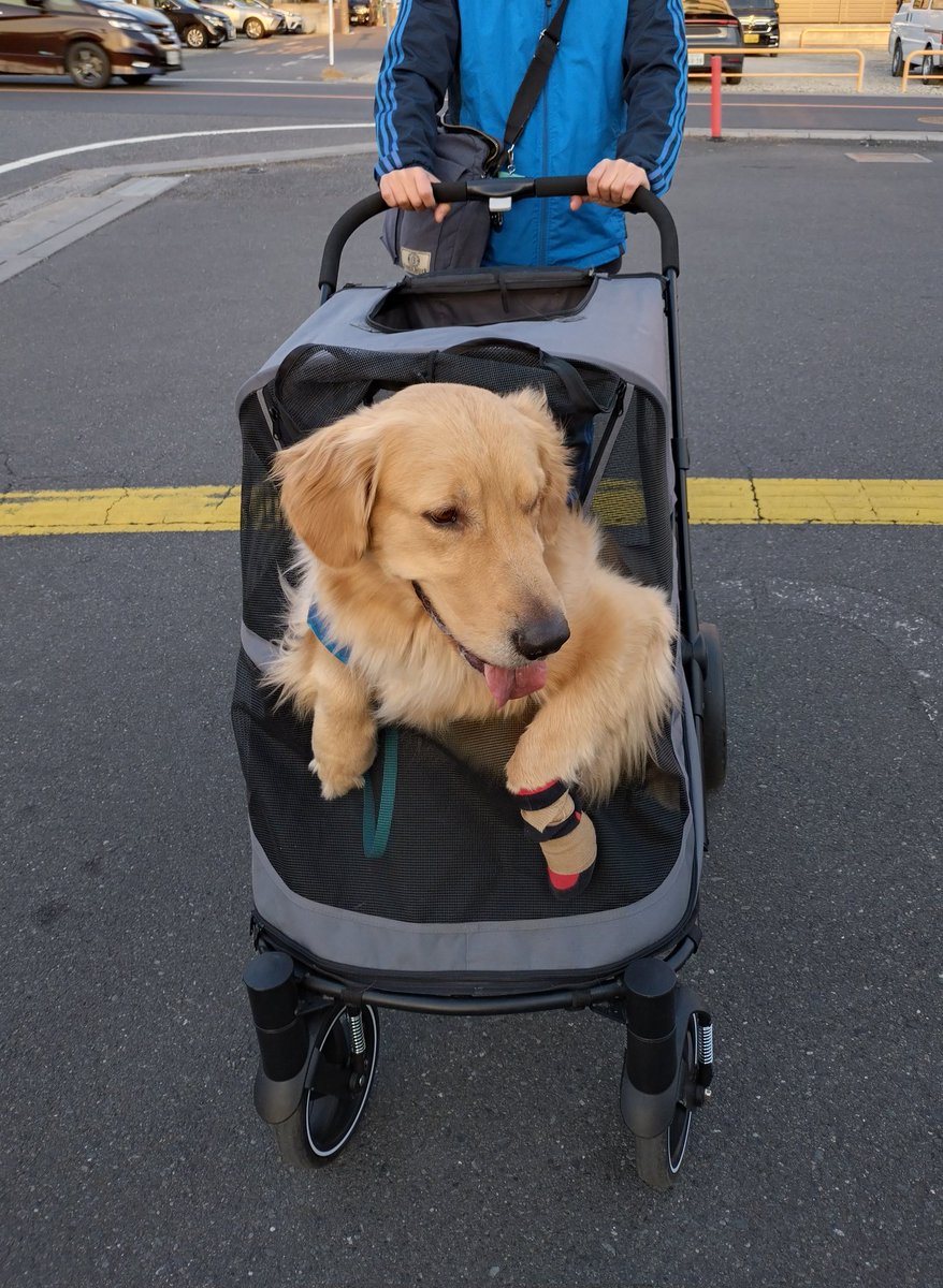 sollys77's tweet photo. 愛犬が怪我をした直後は傷が深く全治不明でパニックでしたが、頑張ったね🐾やっと靴も履かずお友だちワンコと遊べるところまで快復しました😌日常の幸せを痛感しています！Tusen takk!(ありがとう) ＃ゴールデンレトリバー ＃ゴールデンレトリーバー https://t.co/QVA49RWU2I