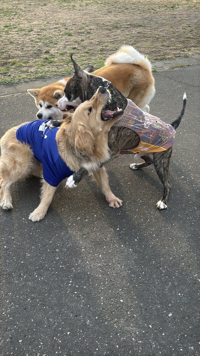 sollys77's tweet photo. 愛犬が怪我をした直後は傷が深く全治不明でパニックでしたが、頑張ったね🐾やっと靴も履かずお友だちワンコと遊べるところまで快復しました😌日常の幸せを痛感しています！Tusen takk!(ありがとう) ＃ゴールデンレトリバー ＃ゴールデンレトリーバー https://t.co/QVA49RWU2I