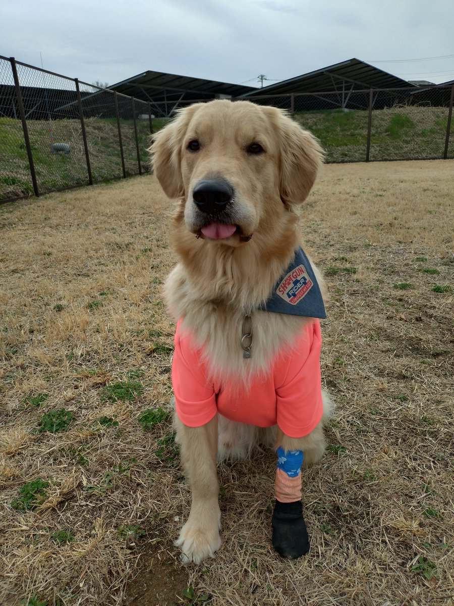 sollys77's tweet photo. 愛犬が怪我をした直後は傷が深く全治不明でパニックでしたが、頑張ったね🐾やっと靴も履かずお友だちワンコと遊べるところまで快復しました😌日常の幸せを痛感しています！Tusen takk!(ありがとう) ＃ゴールデンレトリバー ＃ゴールデンレトリーバー https://t.co/QVA49RWU2I