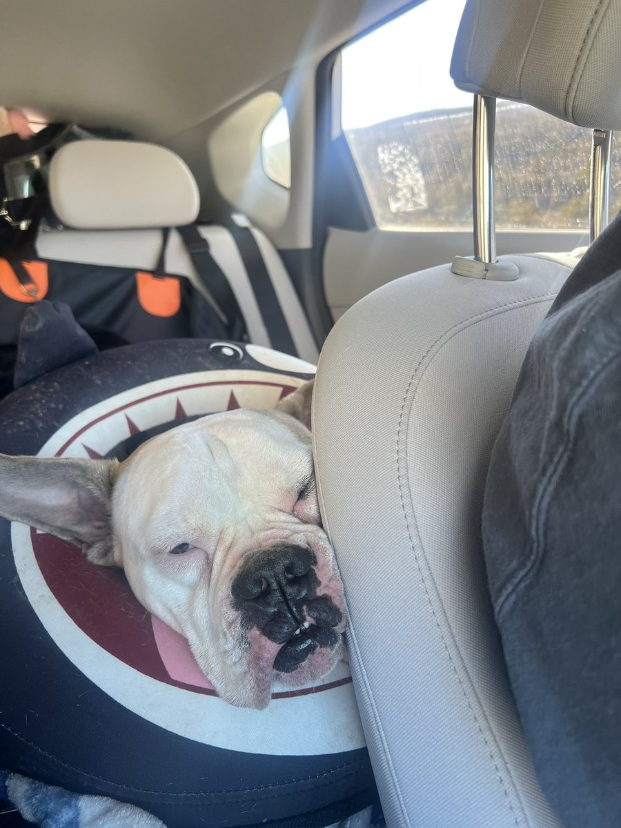 South Texas Animal Rescue Group, AKA STAR Group tweet media