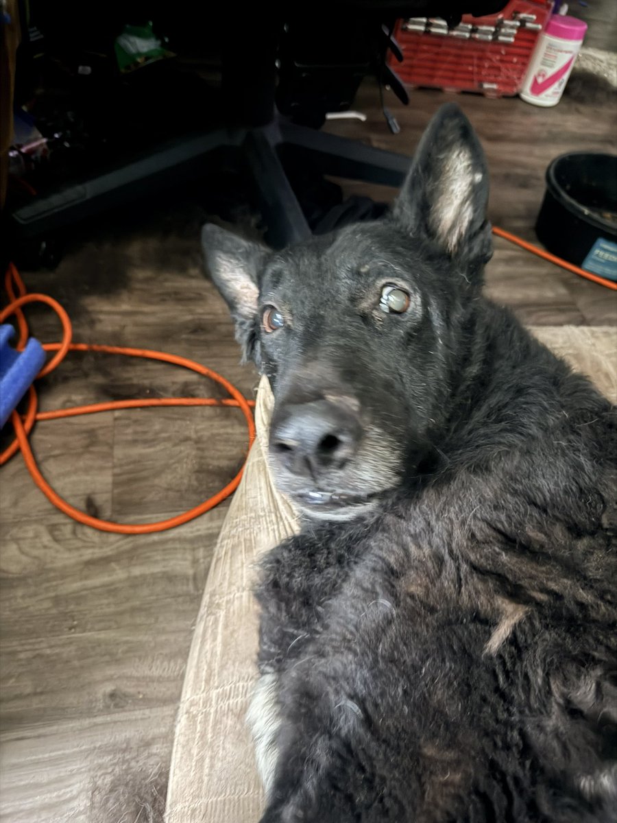 South Texas Animal Rescue Group, AKA STAR Group tweet media