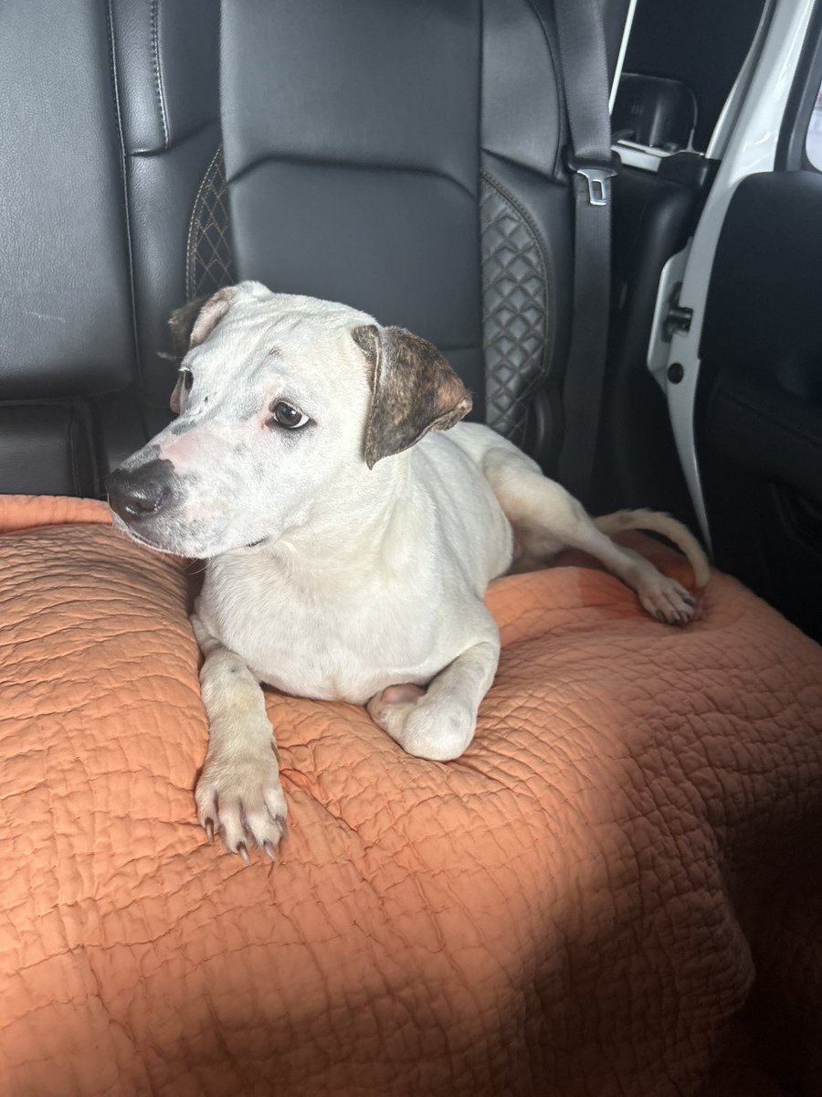 South Texas Animal Rescue Group, AKA STAR Group tweet media