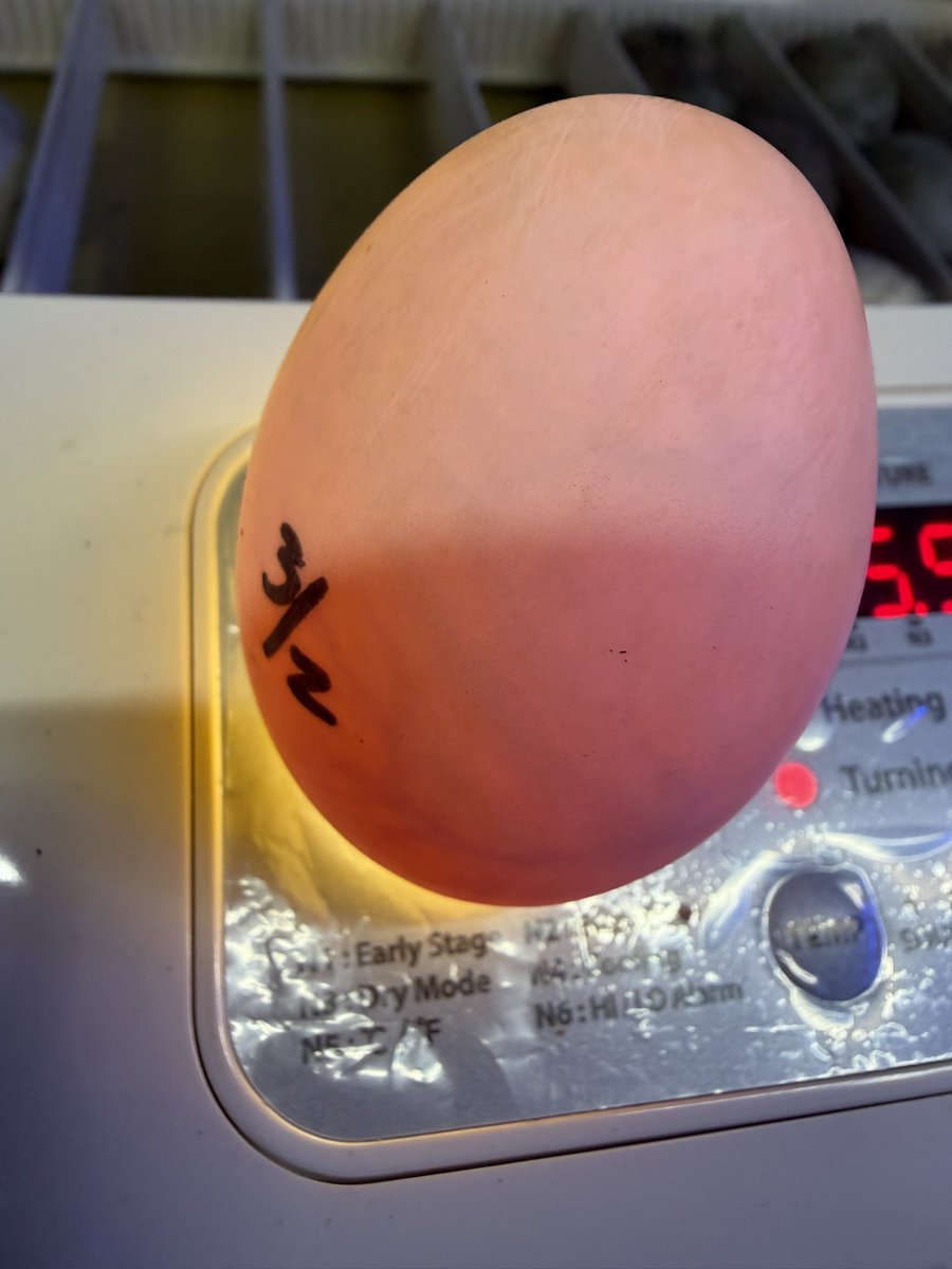 海無し県の小さな繁殖場 tweet media