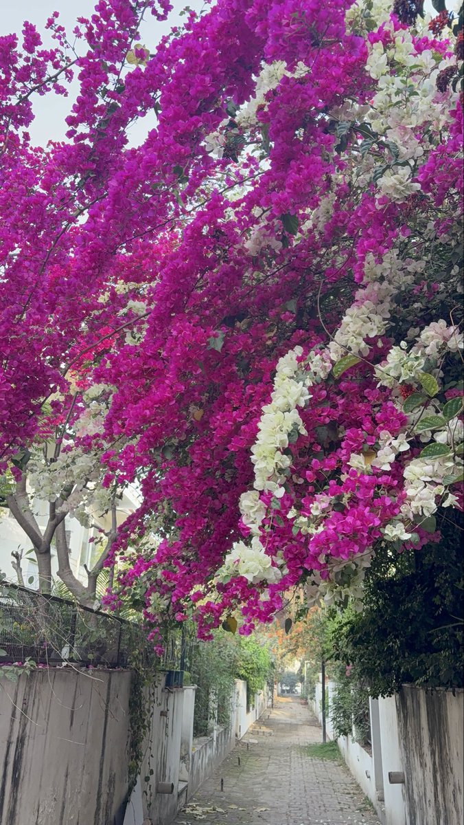 Ira Mukhoty tweet media