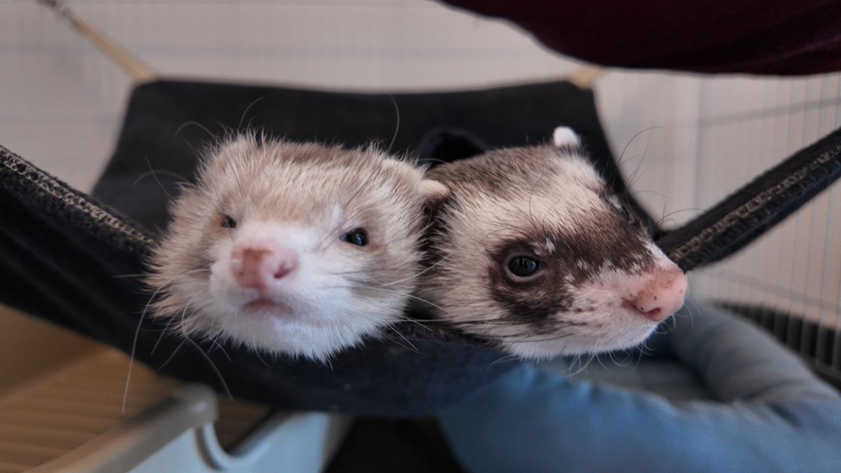 うなぎ🍥 tweet media