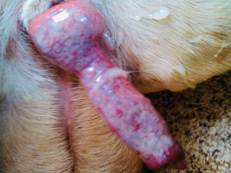ariiiikinks's tweet photo. #dogknot #dogslut #knotty #k9girls #dogbitch #k9slut #k9bitch #taboo #dogknot #lovedog #fetishes #zoosexual #Zoo #beastiality #dogknot #dogslut #knotty #k9girls #dogbitch #k9slut #zoolove #k9bitch #taboo
https://t.co/51ZvlIYLi2 https://t.co/CW9hUHRVVQ