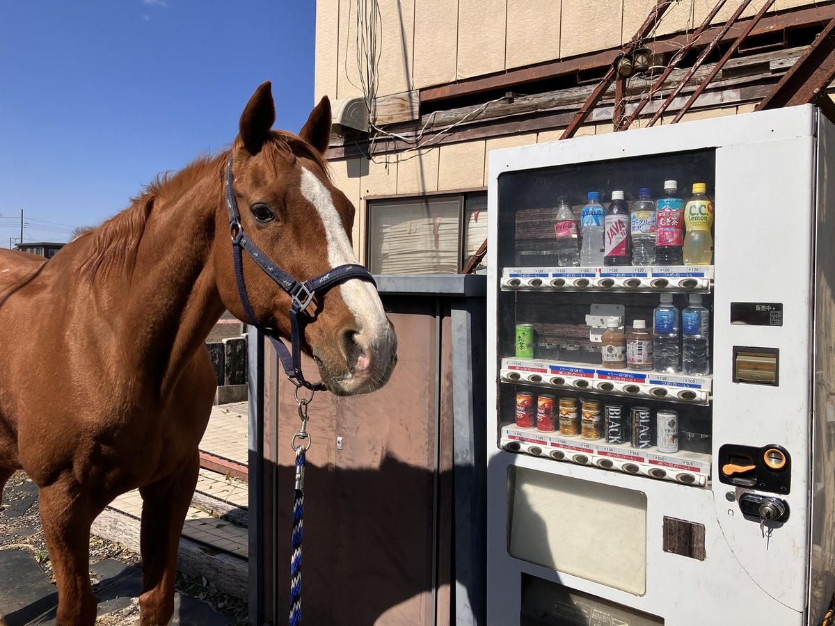 自販機職人の顔🐴✨

Lumipon is a proudly vending machine horse.🐴✨

#ルミぽんの自販機チャレンジ
