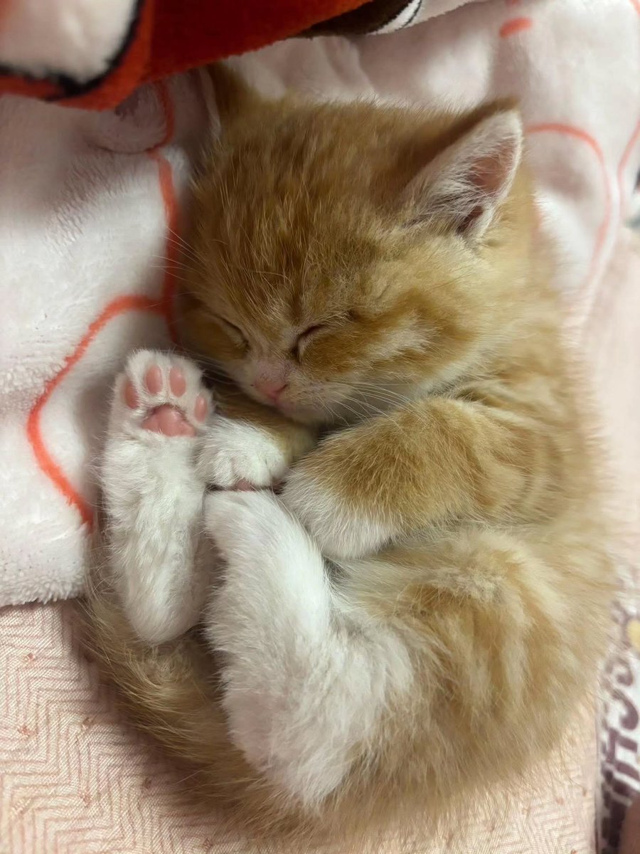 말랑순소 tweet media