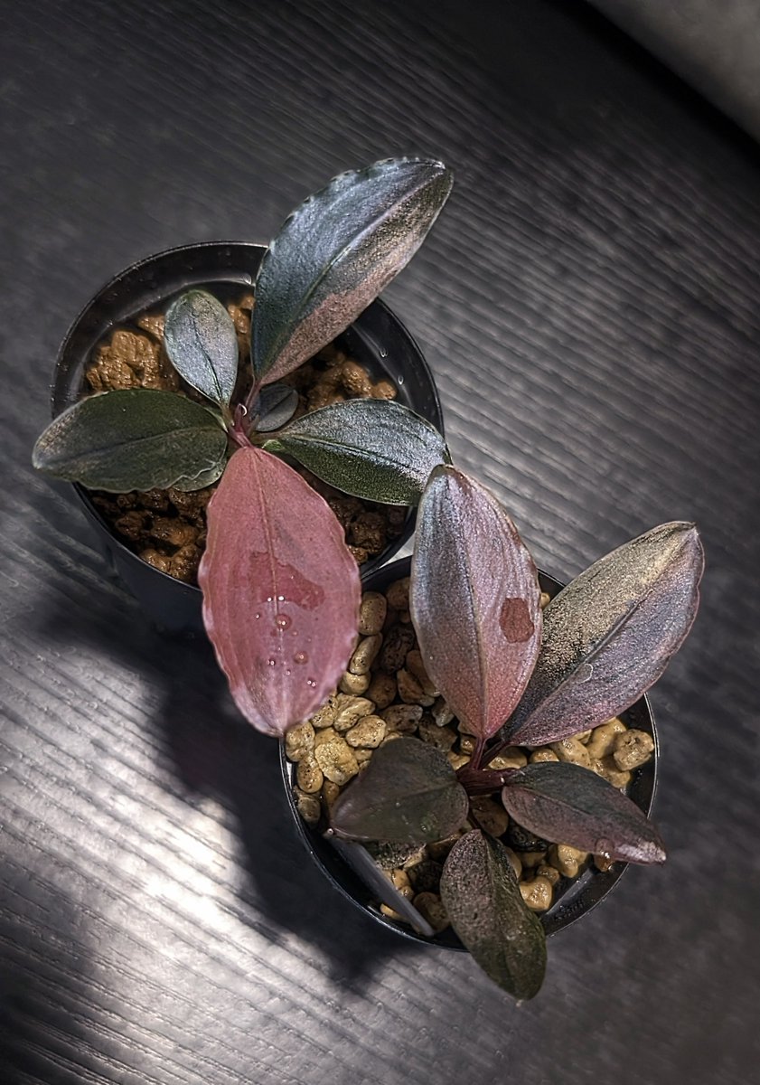 実生ブセ】Bucephalandra cv./ 実生ブセ】Bucephalandra cv./