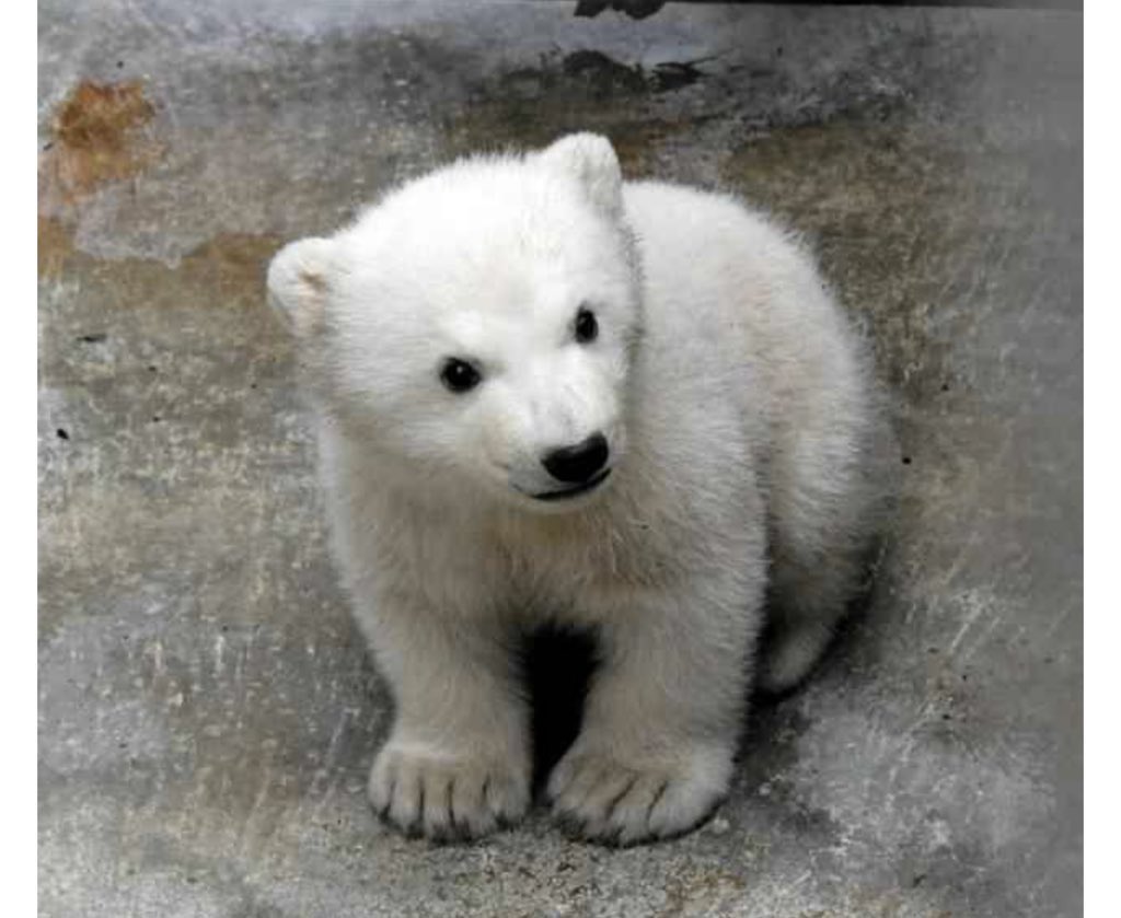 na____0617's tweet photo. 秋田の男鹿水族館のシロクマやばすぎんる
あまりにもぬいぐるみ🧸🐻‍❄️かわいすぎる https://t.co/0xYcjXJJo4