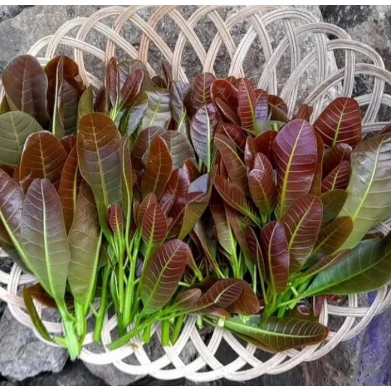 Яizal do tweet media