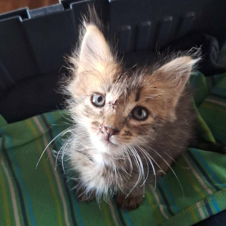 DeGatitos_'s tweet photo. GATITA EN ADOPCION EN BERNAL
"Rescaté un gatito atacado por un perro, tiene 3 o 4 semanas aproximadamente. Necesita adopción responsable o tránsito urgente, puedo acercarme a cualquier zona. 
📱165011941  ⬇️ https://t.co/tBWXCptubz