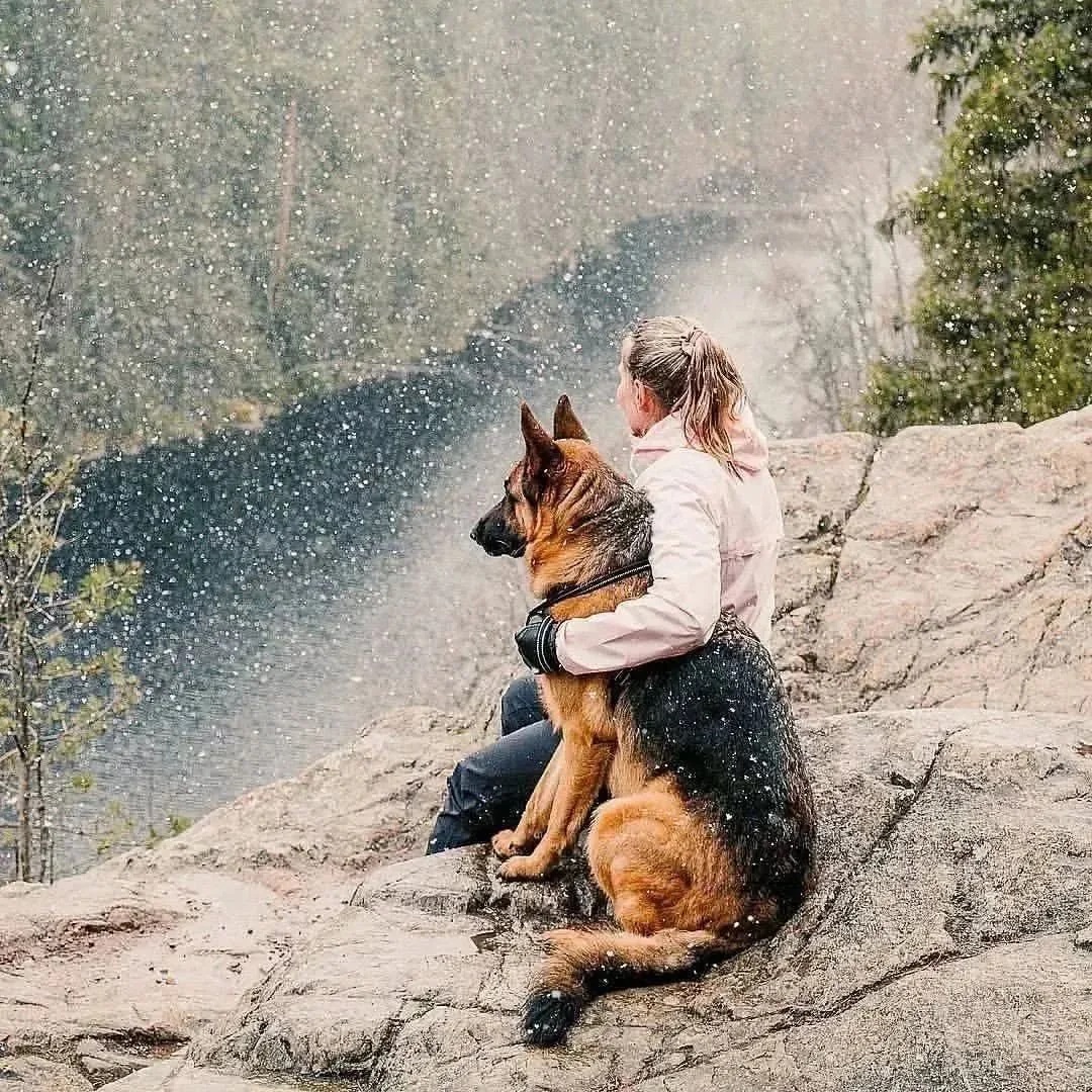 JamieFairc29036's tweet photo. Awesome photo😍😍❤️❤️
#CleverCanine #GermanShepherdMagic #GSDFanClub #Doggo #GermanShepherdusaloverrr https://t.co/j2u4zXmZQ2