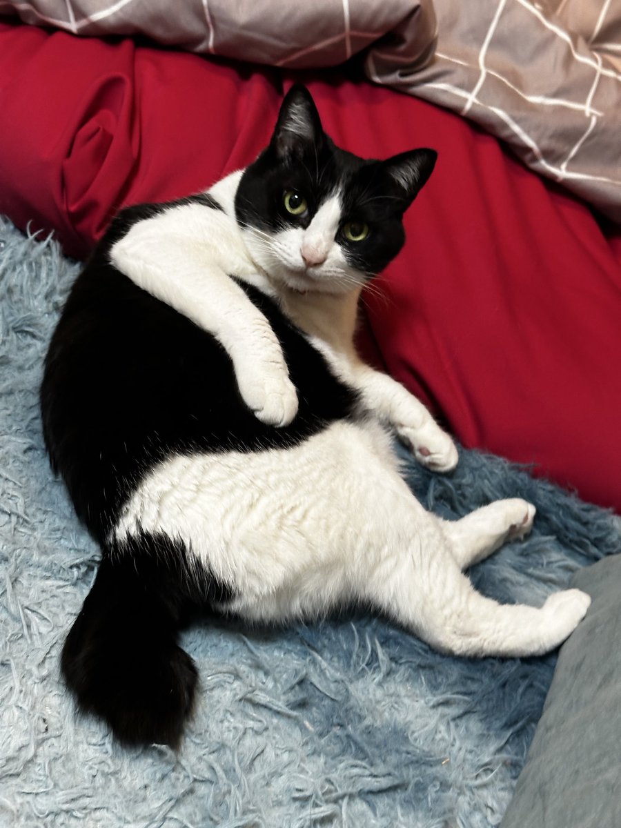 ほわらんろんらいあん tweet media