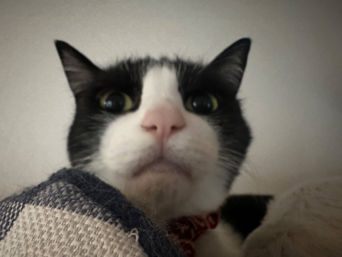 ほわらんろんらいあん tweet media